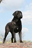 CANE CORSO 364